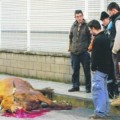 Una vaca es abatida tras llevarse por delante a dos mujeres, un niño, un policía y varios vehículos en Turón (Asturias)