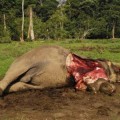 Investigación de Sky News: la demanda china de marfil produce una masacre de elefantes (Ojo, imágenes fuertes)