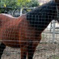Un caballo vive en Boiro sin comida y acorralado en pocos metros cuadrados