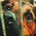 Tortura a cachorros de perros y cuelga los vídeos en su blog