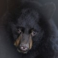 La extraña hibernación de los osos negros