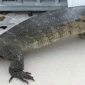 Capturan un lagarto carnívoro de 1,20 metros que deambulaba por unos jardines en Málaga