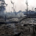 La deforestación del Amazonas crece hasta el 1000% respecto al año anterior (eng)