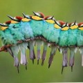 Nueve abejarucos, se balanceaban… primer premio del VI Concurso Fotográfico de Naturaleza
