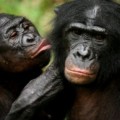 Los bonobos solucionan los problemas abrazándose y practicando sexo