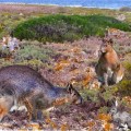 Nuralagus rex: el conejo gigante que vivió en Menorca hace tres millones de años