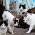 La isla de los gatos resiste al tsunami [Eng]