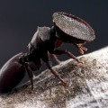 Hormigas que usan la cabeza como puerta