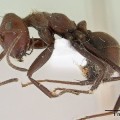 Hormigas explosivas y suicidas