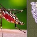 Por qué los científicos están vacunando a los mosquitos en lugar de a los enfermos de dengue