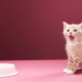 Desarrollan vacuna para la alergia a los gatos