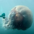 Medusa melena de león ártica: La mas grande del mundo