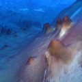 Encuentran estromatolitos en el lago Untersee, Antártida