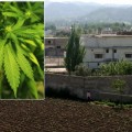 El complejo de Bin Laden estaba rodeado por tres plantaciones de Marihuana [ENG]