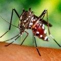Científicos de la Universidad de Nashville hallan por azar un súper repelente de insectos, miles de veces más eficaz