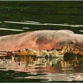Vuelven los delfines rosados al Amazonas