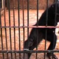 Los chimpancés reaccionan ante la muerte de uno de 9 años, increíble vídeo.