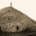 Una foto para ilustrar la casi extinción del bisonte americano en menos de 100 años