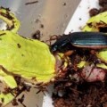 Un escarabajo ataca, mata y se alimenta de un sapo