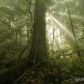 La deforestación de la Amazonia se dispara