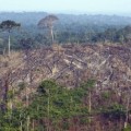 Asesinan a una pareja que luchaba contra la tala ilegal de árboles en la Amazonía