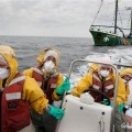 Greenpeace: Vida marina empapada de radiación en toda la costa de Fukushima
