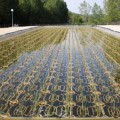 Las plantas logran potabilizar el agua