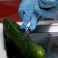 Un laboratorio alemán certifica que los pepinos españoles no son el origen de la bacteria E.coli