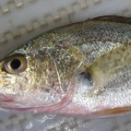 Los peces hembra de la “zona muerta” del Golfo de México desarrollan testículos