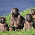 295 babuinos muertos a tiros en una plantación con sello FSC