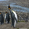 La chica que levanta a los pingüinos en la Antártida cuando se caen de espaldas