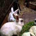 El conejo sin orejas de Fukushima: el 'periodismo de YouTube' al poder