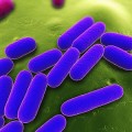 El Gobierno alemán tenía conocimiento del brote de 'E. coli' desde el 2 de mayo