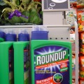 El herbicida estrella de Monsanto causa malformaciones de nacimiento [ENG]