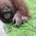 Visitantes del un zoo capturan como un orangután salva un pajarito de ahogarse [VÍDEO]
