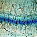 Un neurochip que restaura y mejora la memoria