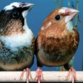 Primera evidencia de que el canto de las aves utiliza estructuras gramaticales (ENG)