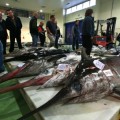 El Gobierno ocultó siete años un estudio de los tóxicos en el pescado