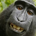 Autorretrato de macaco con cámara robada [ENG]