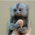 El mono más pequeño del planeta
