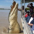 Confirman que la impresionante fotografía de un cocodrilo gigante saltando junto a un bote es real