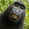 El mono fotógrafo que sacudió las reglas del copyright