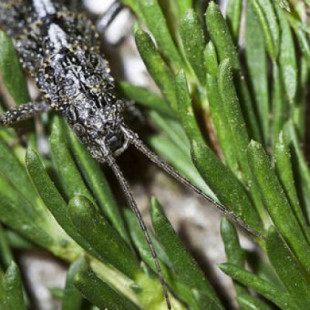 El insecto palo que sobrevive sin sexo desde hace un millón de años