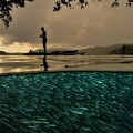 Espectaculares fotos por encima y debajo del agua