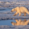 Suspenden al científico que expuso la situación actual del oso polar por el cambio climático [eng]