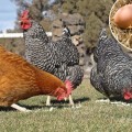 La gallina se revela como la nueva mascota anti crisis