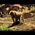 Los babuinos tienen perros como mascotas