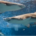 El día que encontraron un brazo humano en una piscina de tiburones del acuario de Sydney
