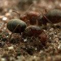 Filman por primera vez a hormigas reinas cooperando para construir un nido
