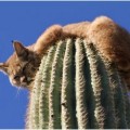 Impresionantes imágenes de un lince subido a la cima de un cactus gigante escapando de un león de montaña